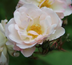 CORNELIA (Historic) (Hybrid Musk)